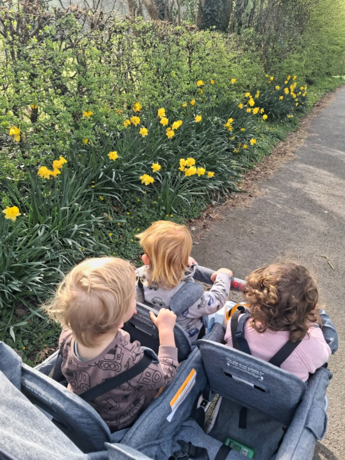 Toddlers in the buggy looking at spring daffodils